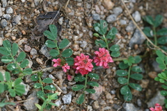 Indigofera linnaei